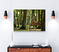 Obraz Jeleň v lese zs1153
